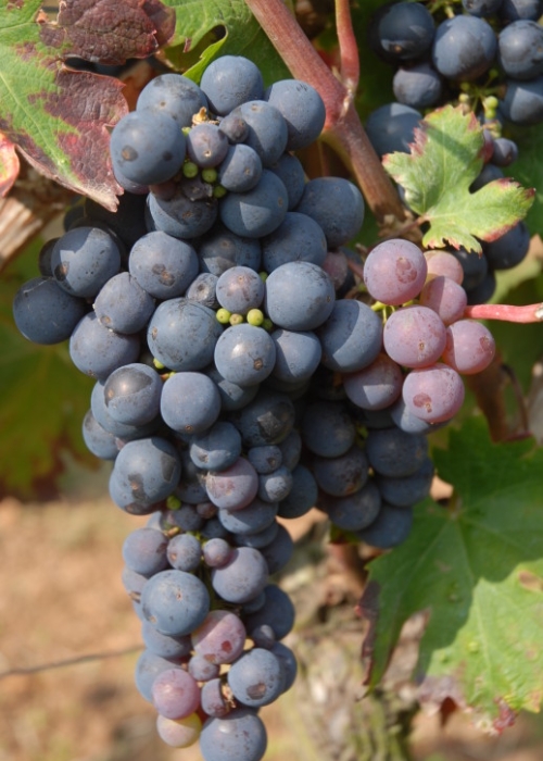 Primitivo ANT 0723